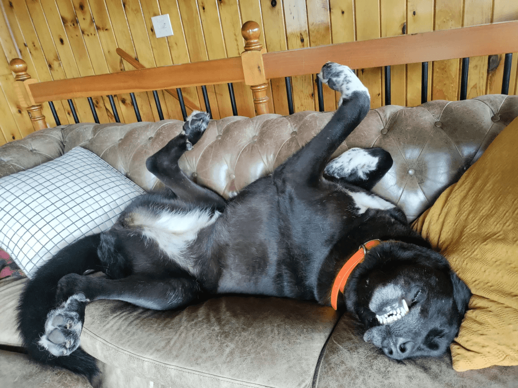 Good girl Delihah! Dog photography.