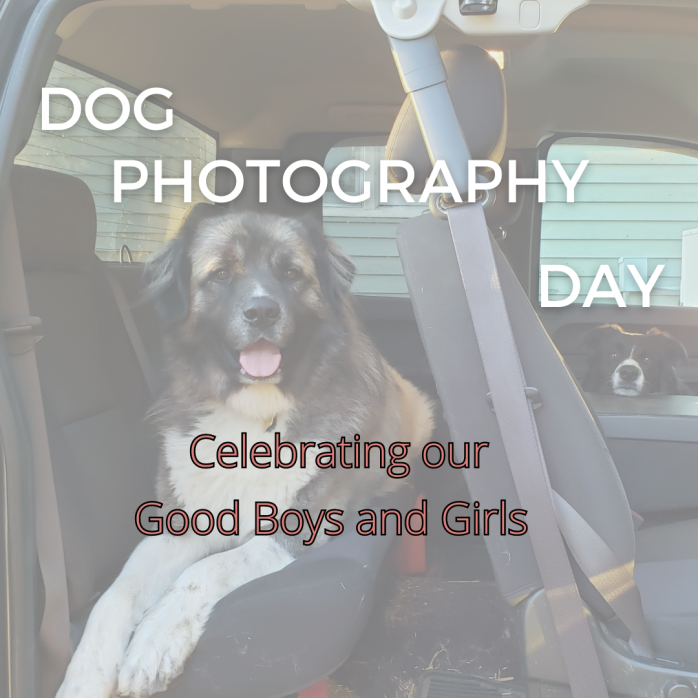National Dog Photography Day