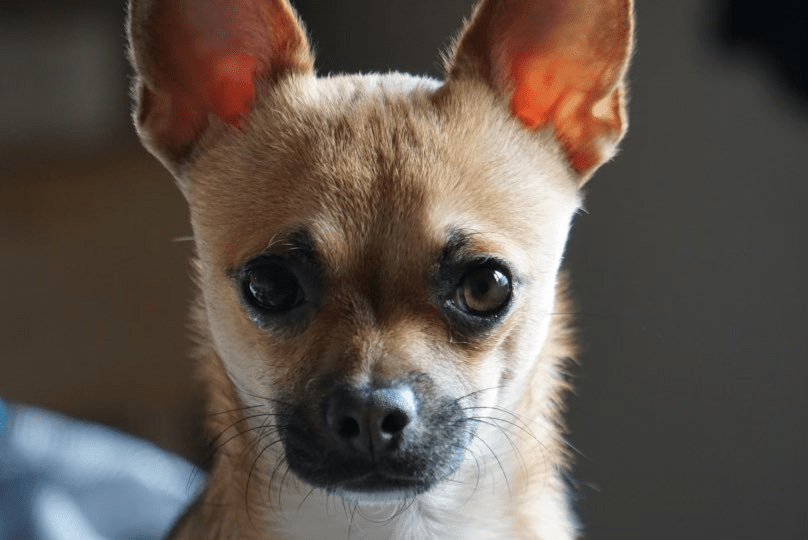 Good boy Poncho! Dog photography.