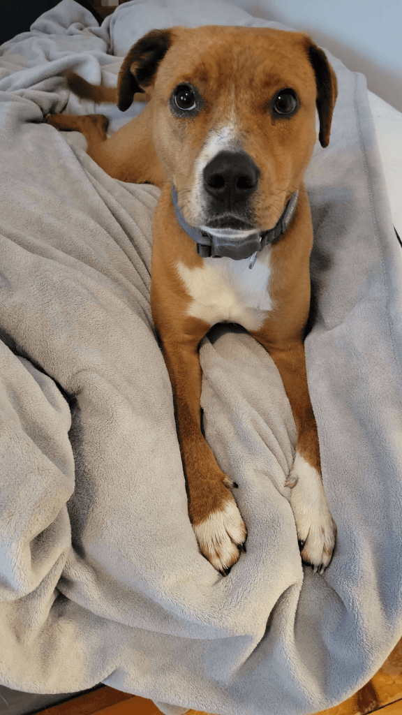 Good boy Toby! Dog photography.